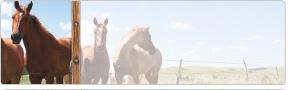 Wild West Address Labels