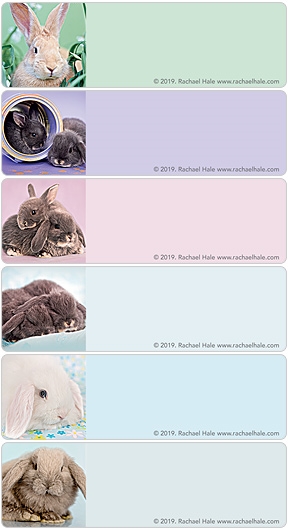 rachaelhale® Bunnies Address Labels