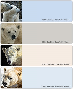 San Diego Zoo Polar Bear Address Labels