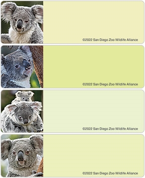 San Diego Zoo Koala Address Labels