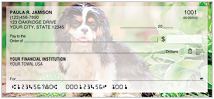 Cavalier King Charles Spaniel Checks Thumbnail